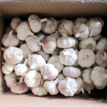 Nueva cosecha Fresh Chinese Normal White Garlic